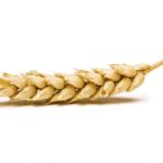 Dried Ear of Cereal crop in studio isolated against white background.
