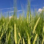barley