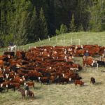 cattle herding