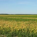 premature ripening soybeans