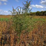 waterhemp