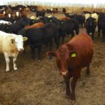 feedlot