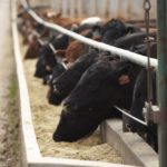 feedlot