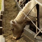 feedlot