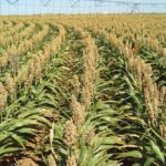 sorghum