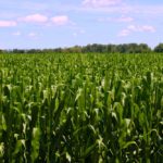 ontario corn