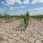 dry corn field with young corn plants