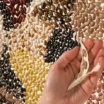 edible beans
