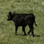 calf