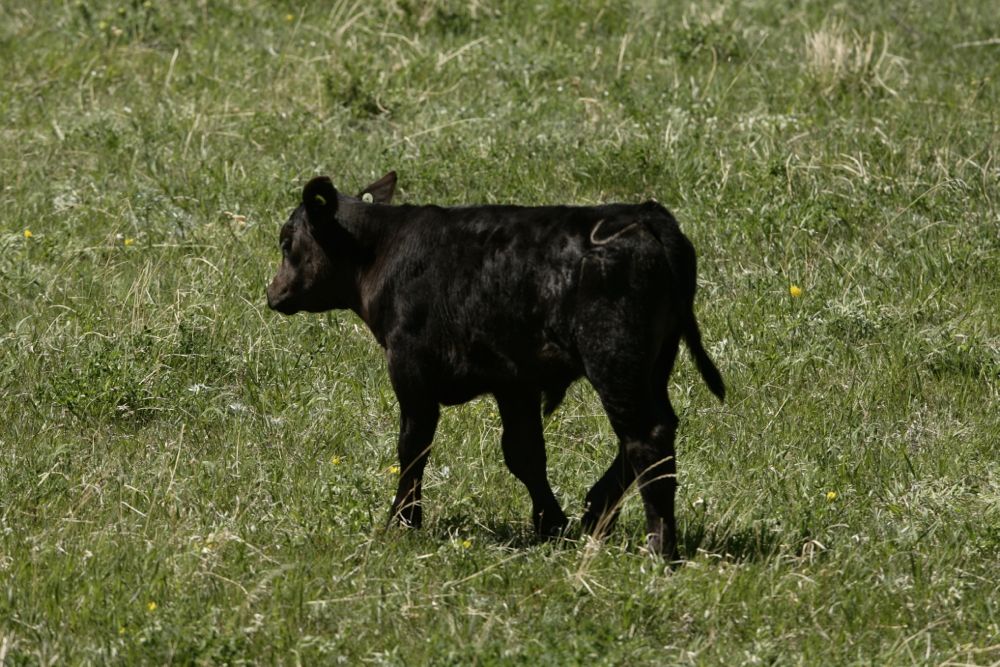 calf