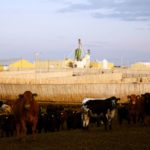 feedlot