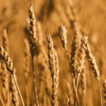 wheatfield