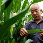 monsanto china