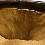 malt barley