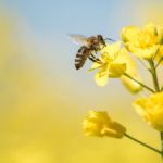 bee