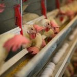layer hens