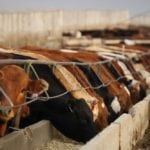 feedlot