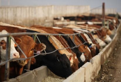 Klassen Feeder Cattle Demand Softens Agcanada Agcanada