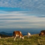cattle grazing in france