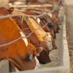 feedlot