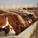 feedlot
