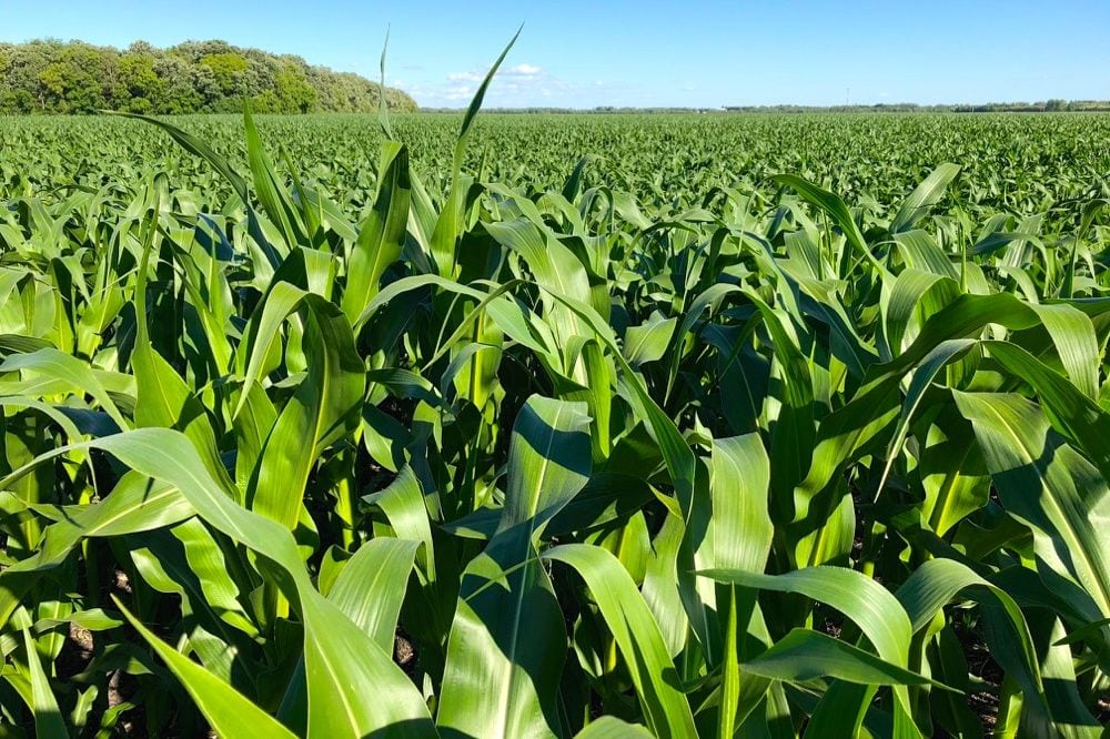 manitoba corn