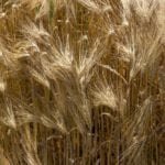 barley france