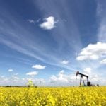 canola
