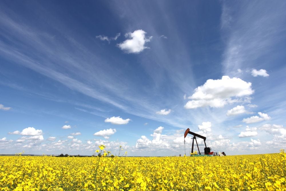canola