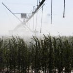 corn irrigation