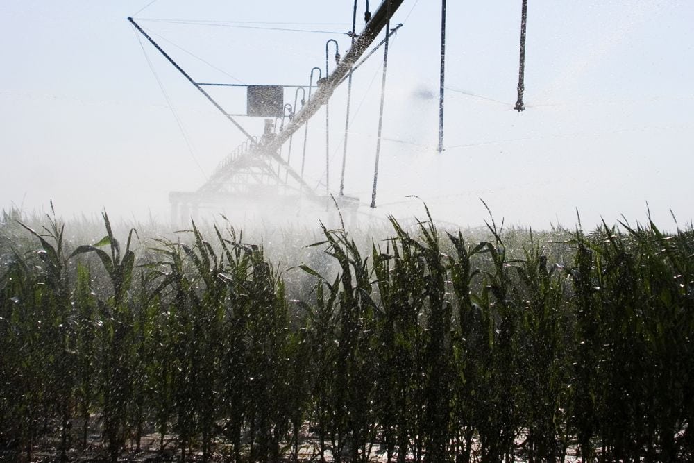 corn irrigation