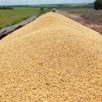 soybeans