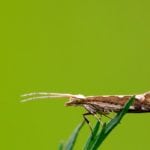 close up of diamondback moth on a green leaf, take photos in the natural wild state, Luannan County, Hebei Province, China.