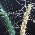 fusarium