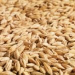 barley