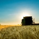 Combine harvester working on a wheat crop at sunset
