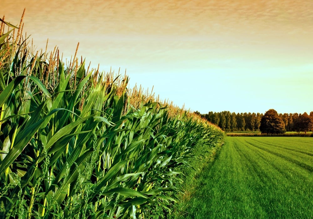cornfield at sunset