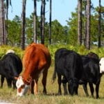 cattle in florida