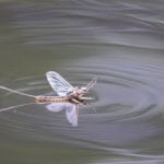 mayfly