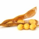 Soy bean seeds on a white background