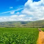 soybean plantation in Brazil