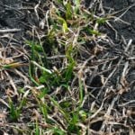 winter wheat