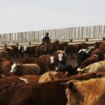 feedlot