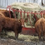 ontario cattle