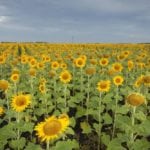 manitoba sunflower