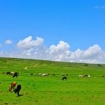cattle in philippines