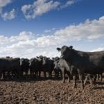 nebraska feedlot
