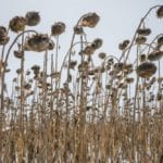 sunflowers