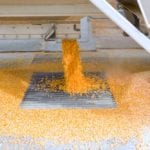 corn