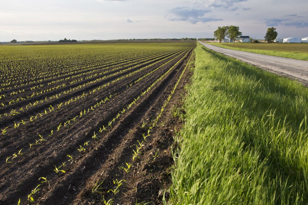 illinois corn